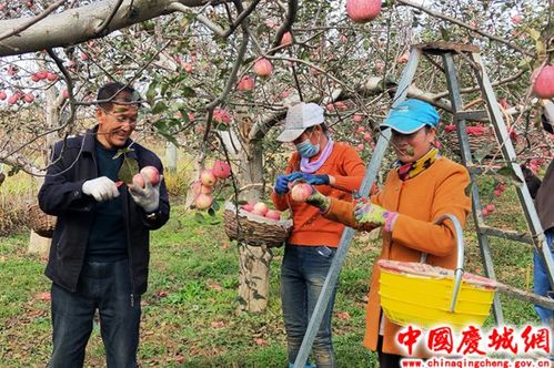 喜迎丰收心欢喜 小小果子来致富