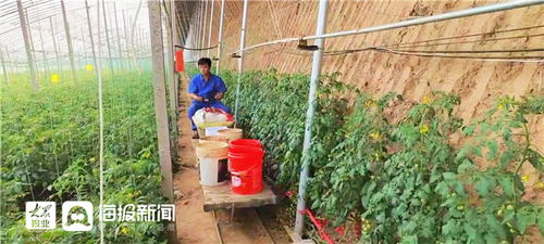 城 事 459 科技 人力 昆虫 垛石番茄创新路上再出新 果